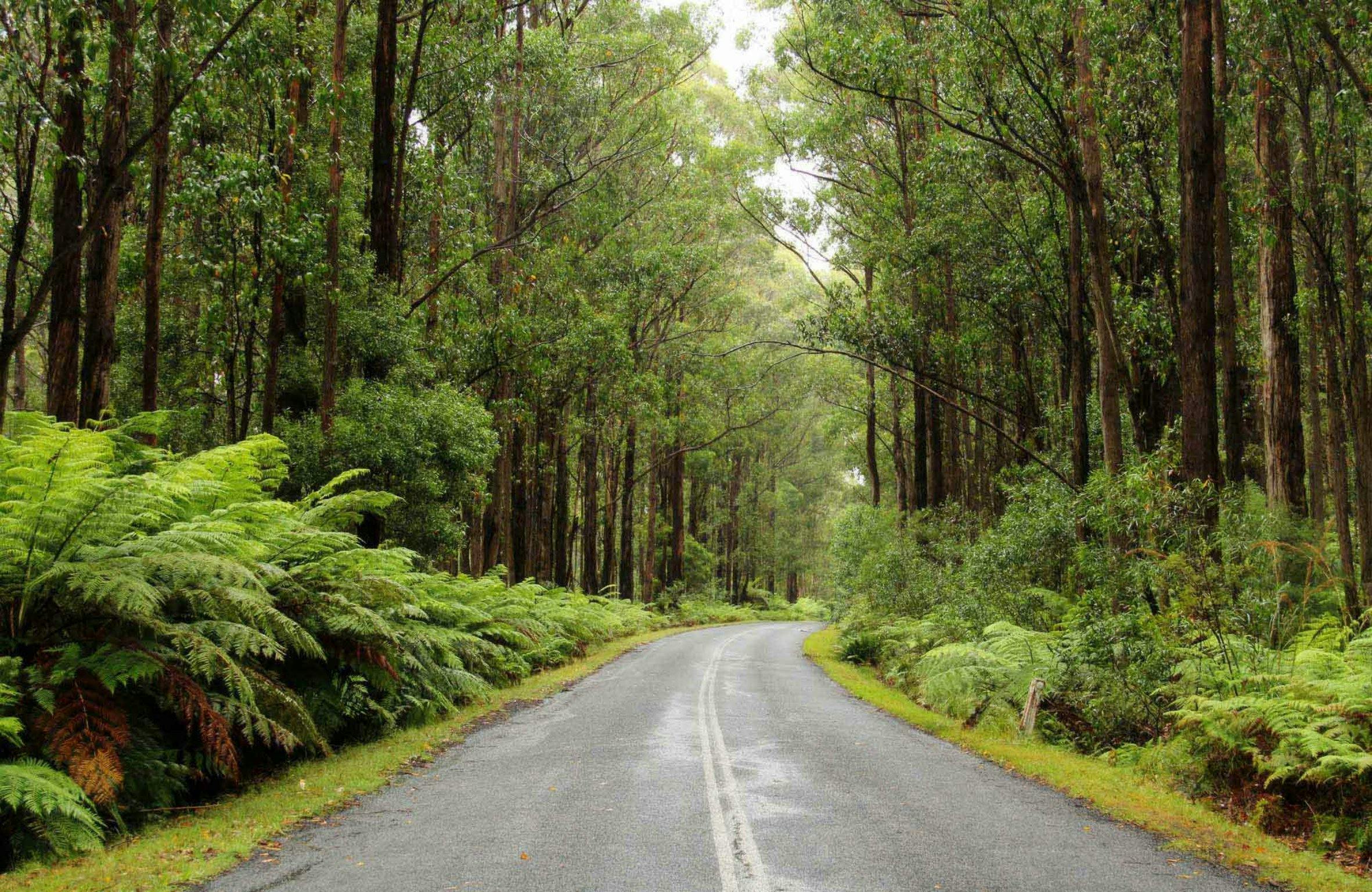 South East Forests National Park | NSW Holidays & Accommodation, Things ...