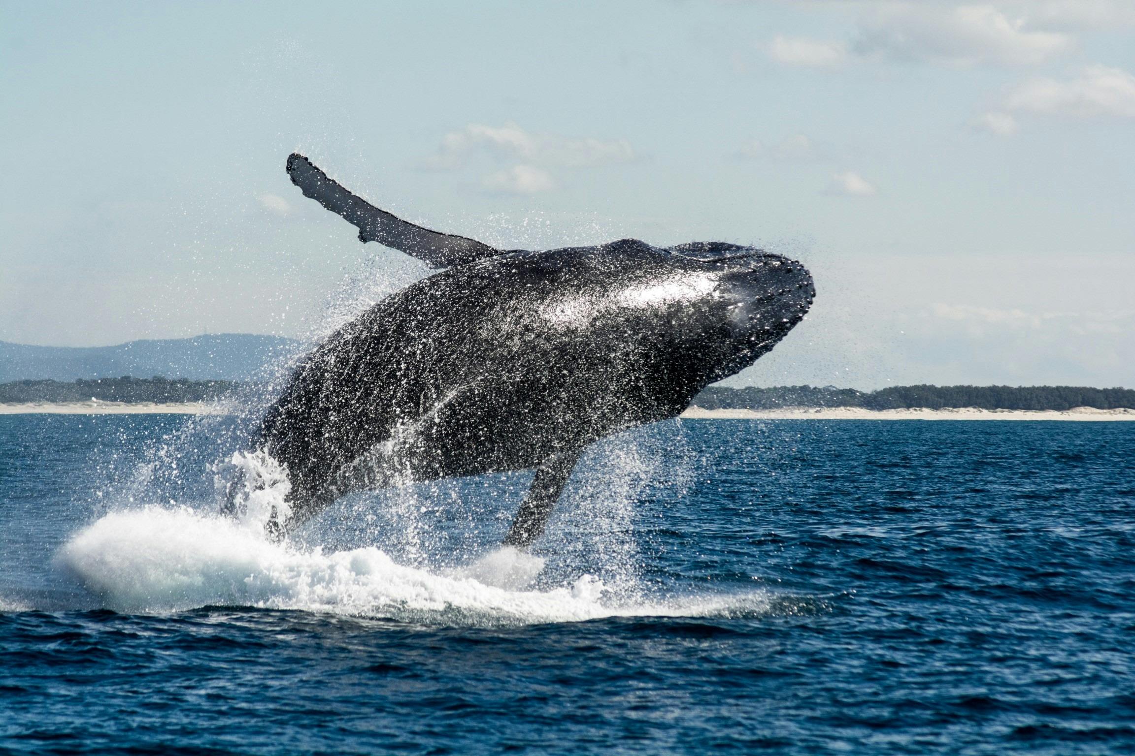 Spirit of Gold Coast Whale Watching