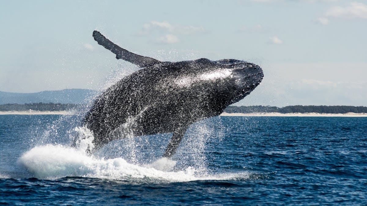 Spirit of Gold Coast Whale Watching