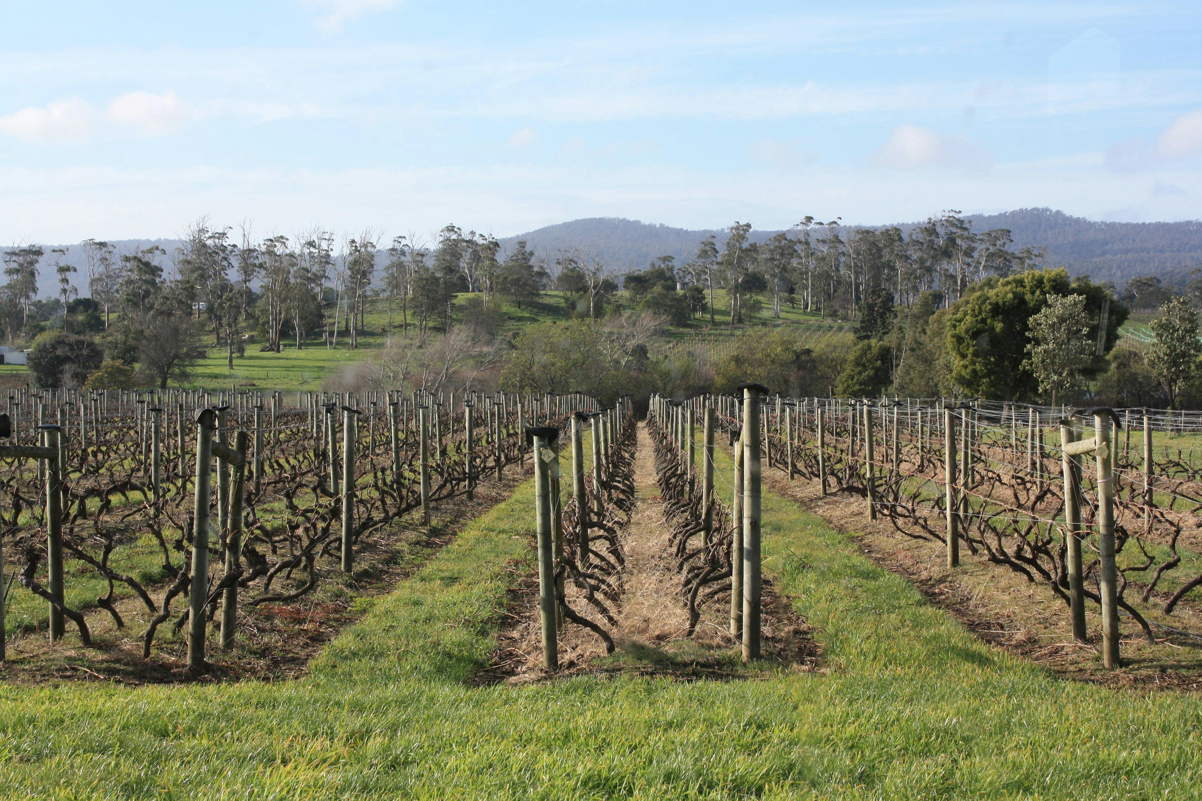 Pinot Grigio vines after pruning