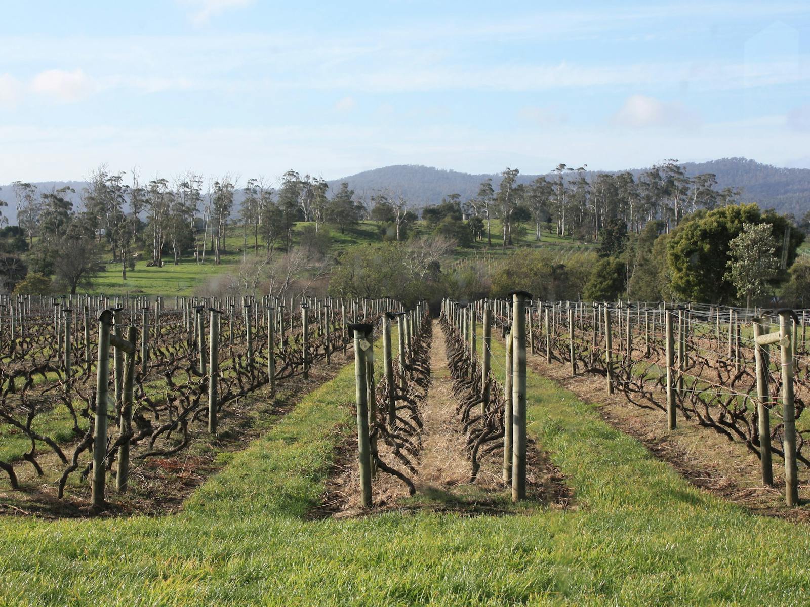 Pinot Grigio vines after pruning