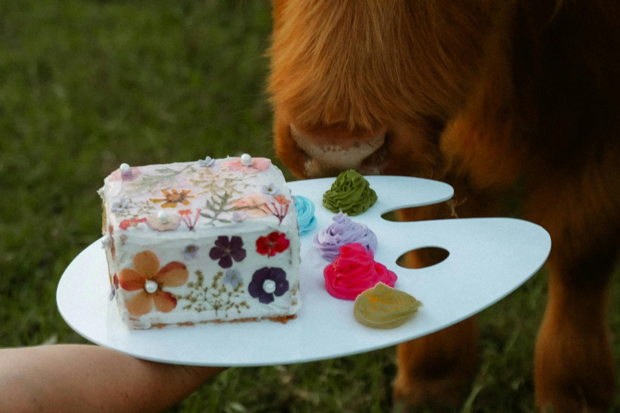 floral decorated cake on a painters style board about to be eaten by a highland cow