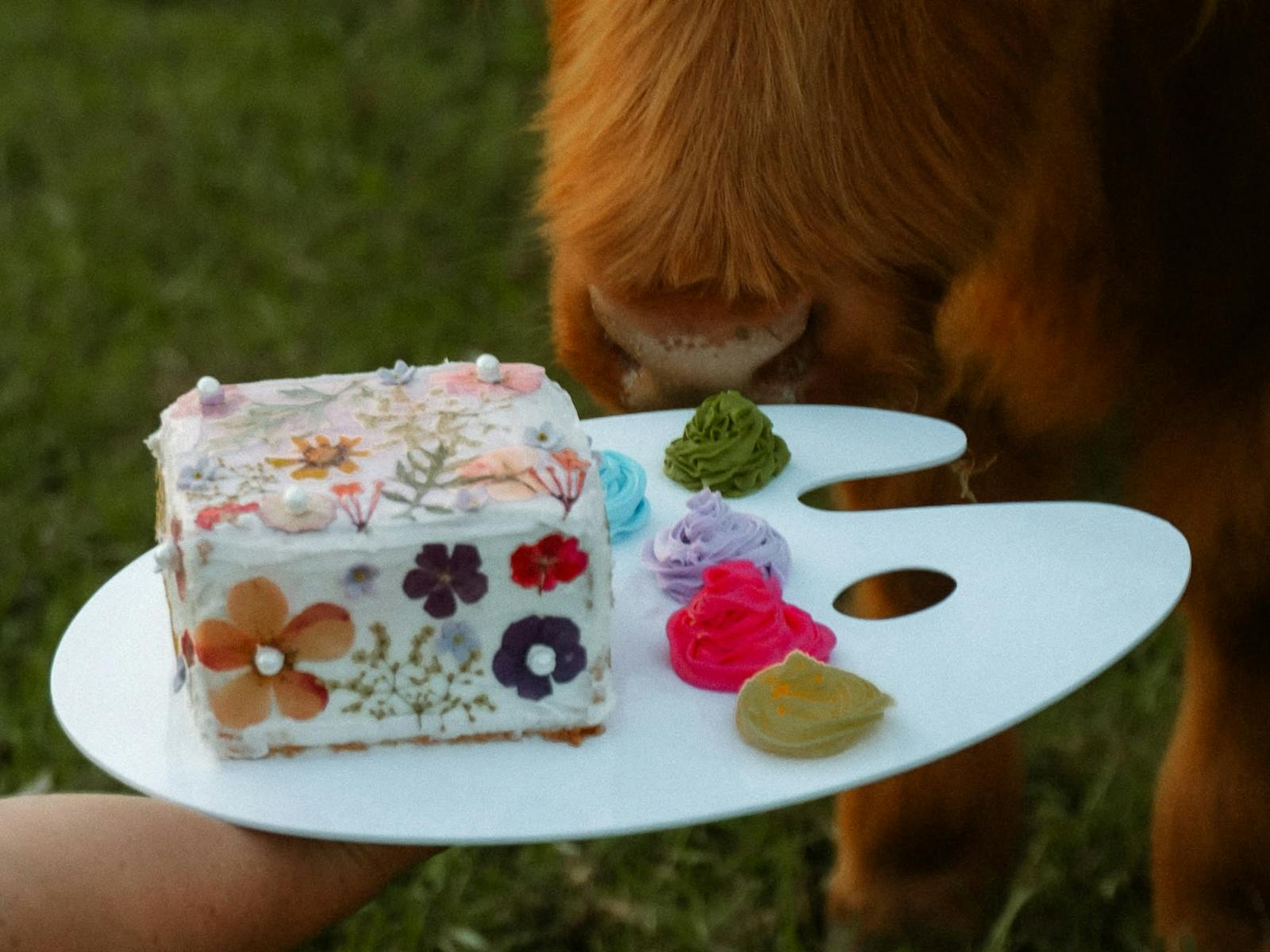 Coos & Cakes