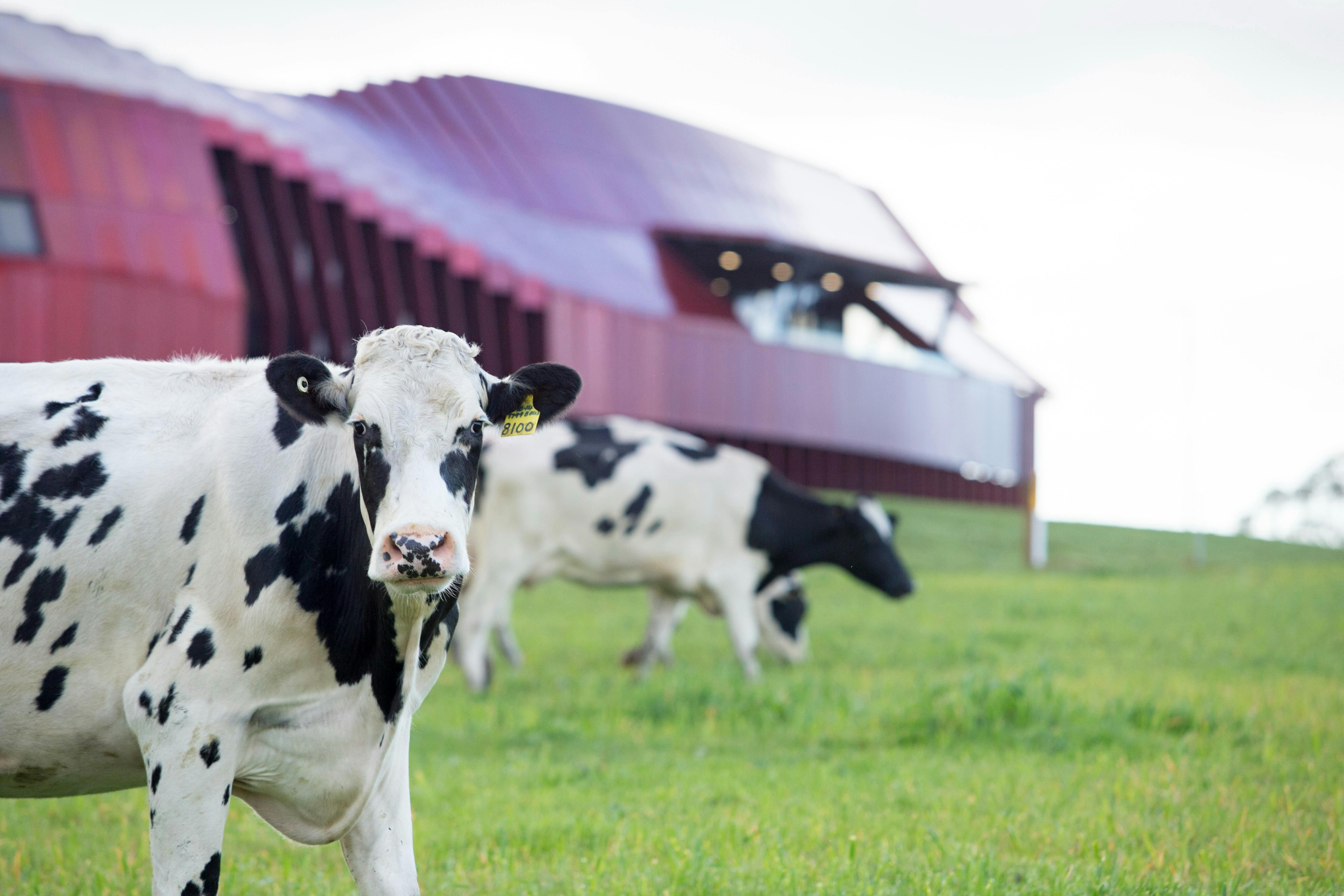 A cow in front of Bannister Downs Dairy