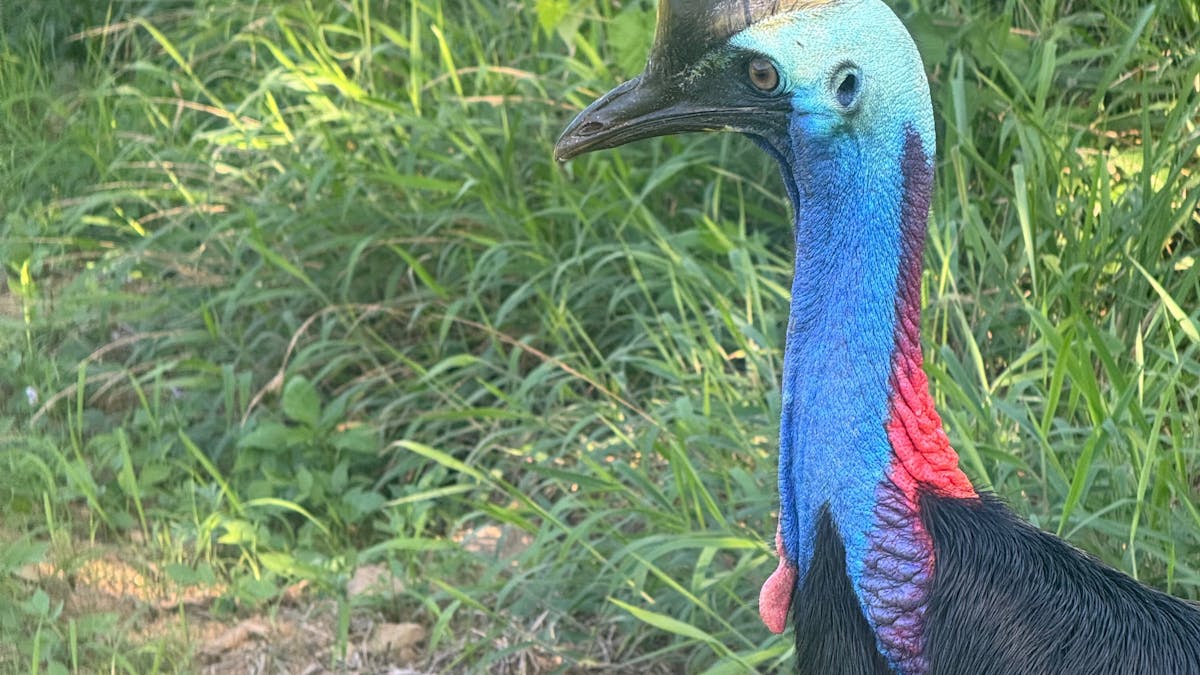 One of the locals