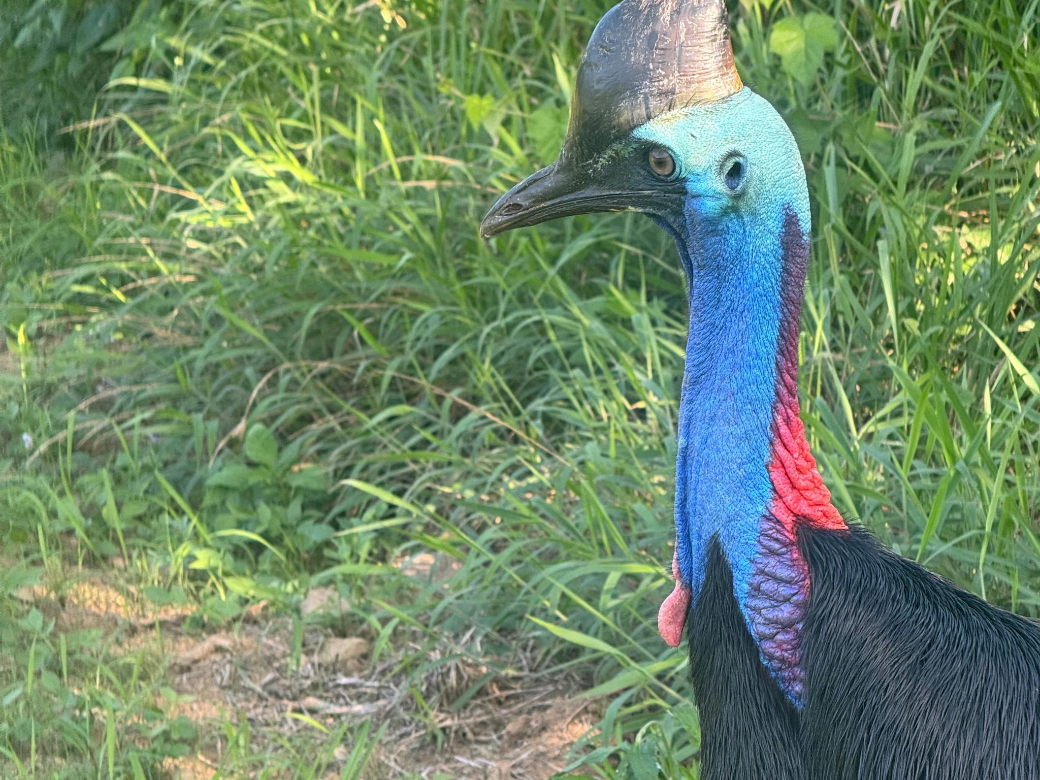 One of the locals One of the locals