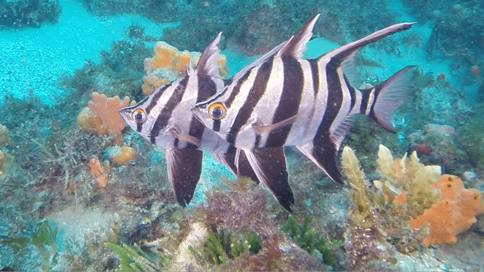 Bay City Scuba