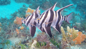 Learn to dive, Diving in Victoria, Bay City Scuba, DiveRAID, PADI, Scuba Schools International