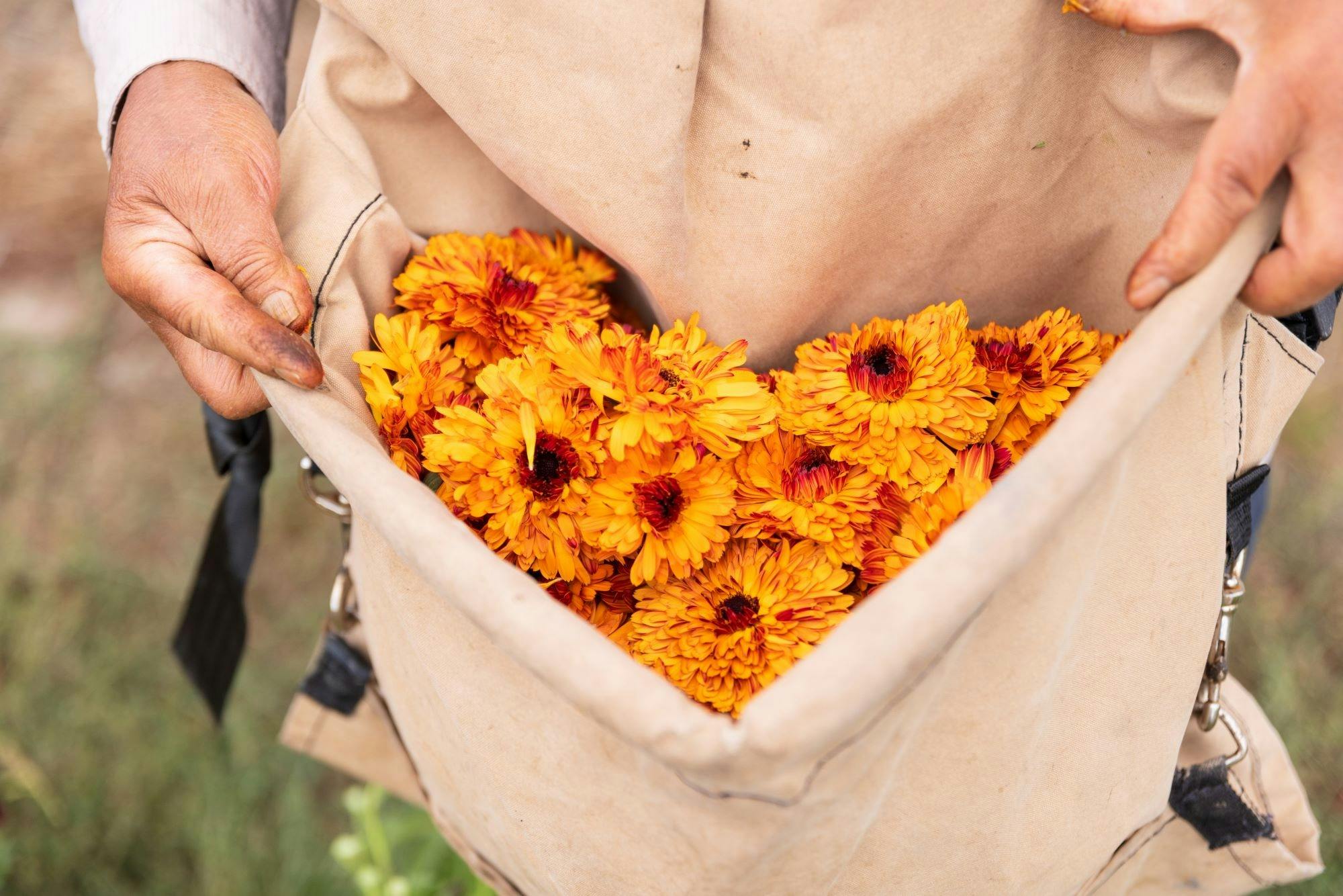 Freshly picked Calendula at Jurlique Farm
