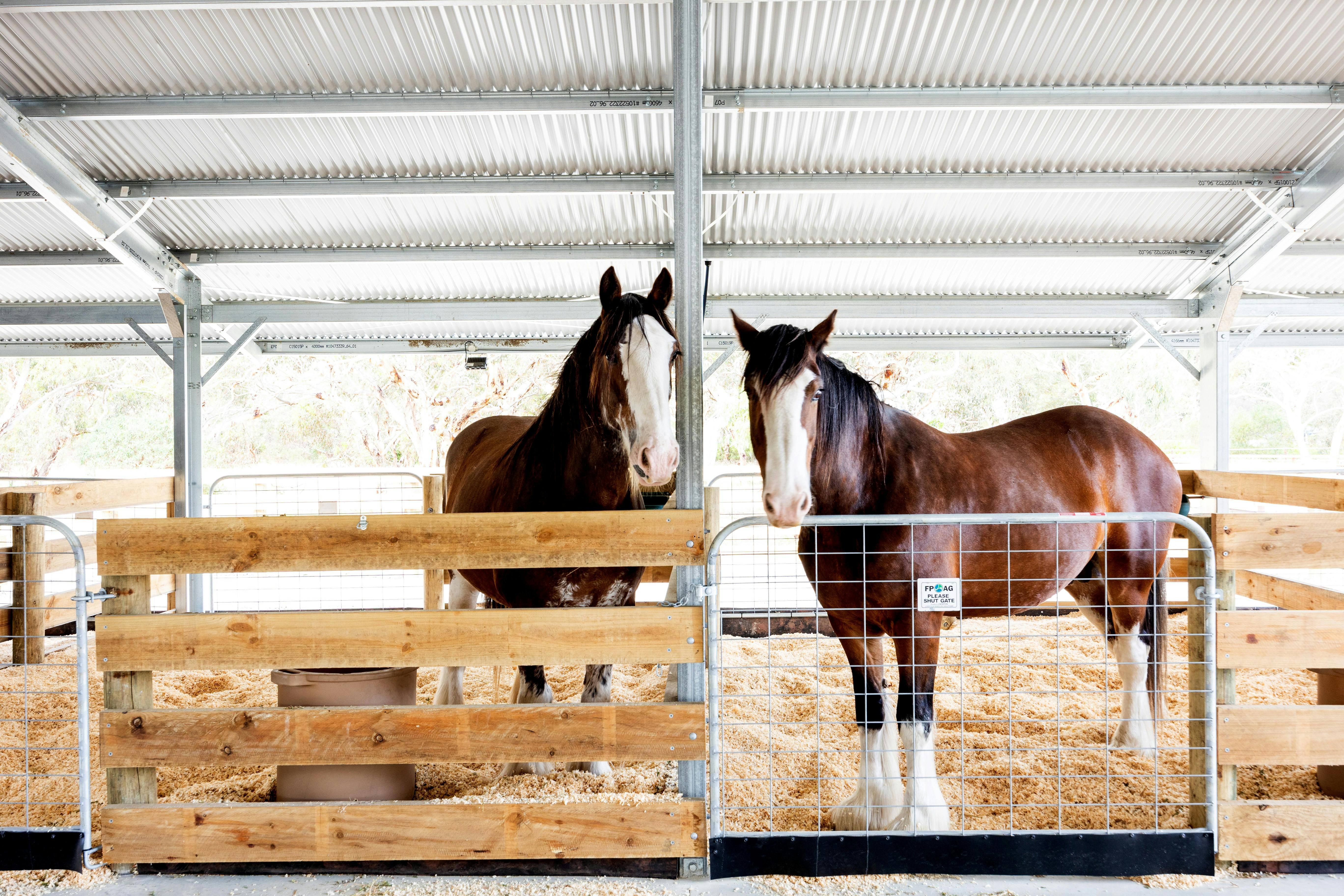 Behind-the-Scenes Experience of the Victor Harbor Horse Tram