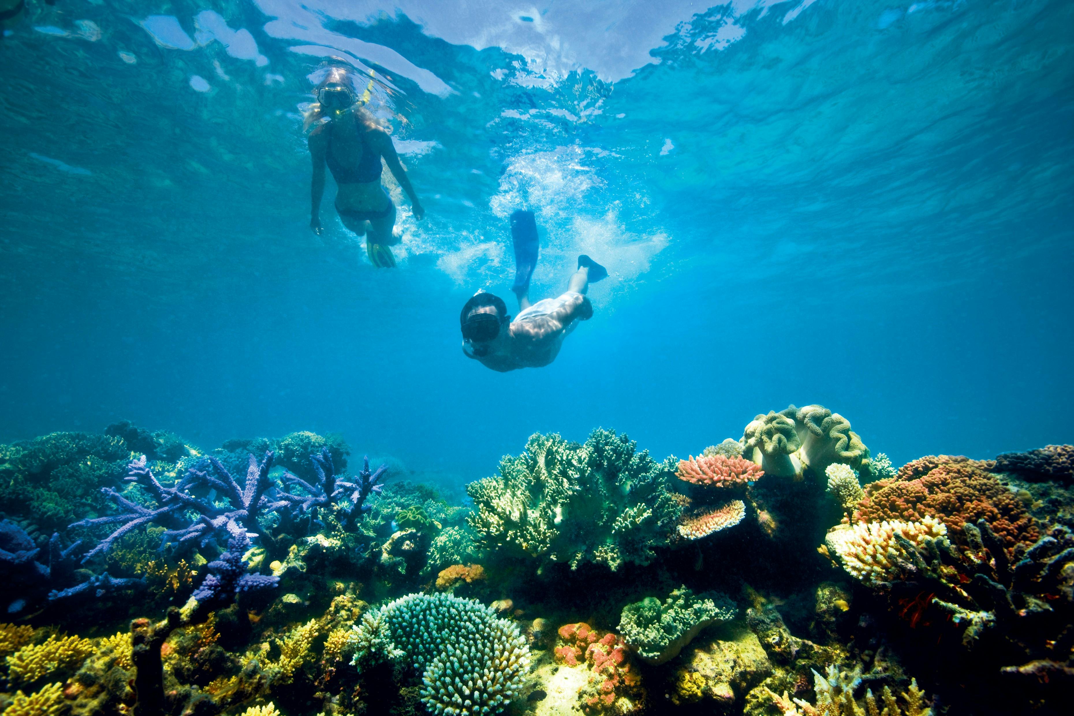 Snorkelling on the Great Barrier Reef, Lizard Island