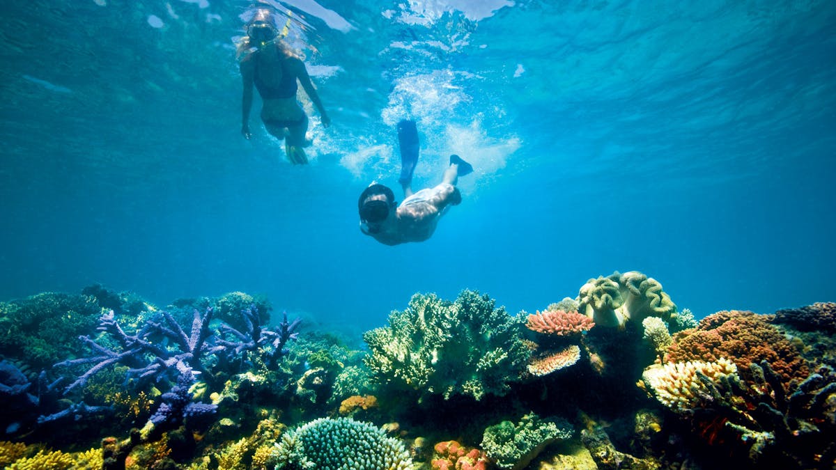 Snorkelling on the Great Barrier Reef, Lizard Island