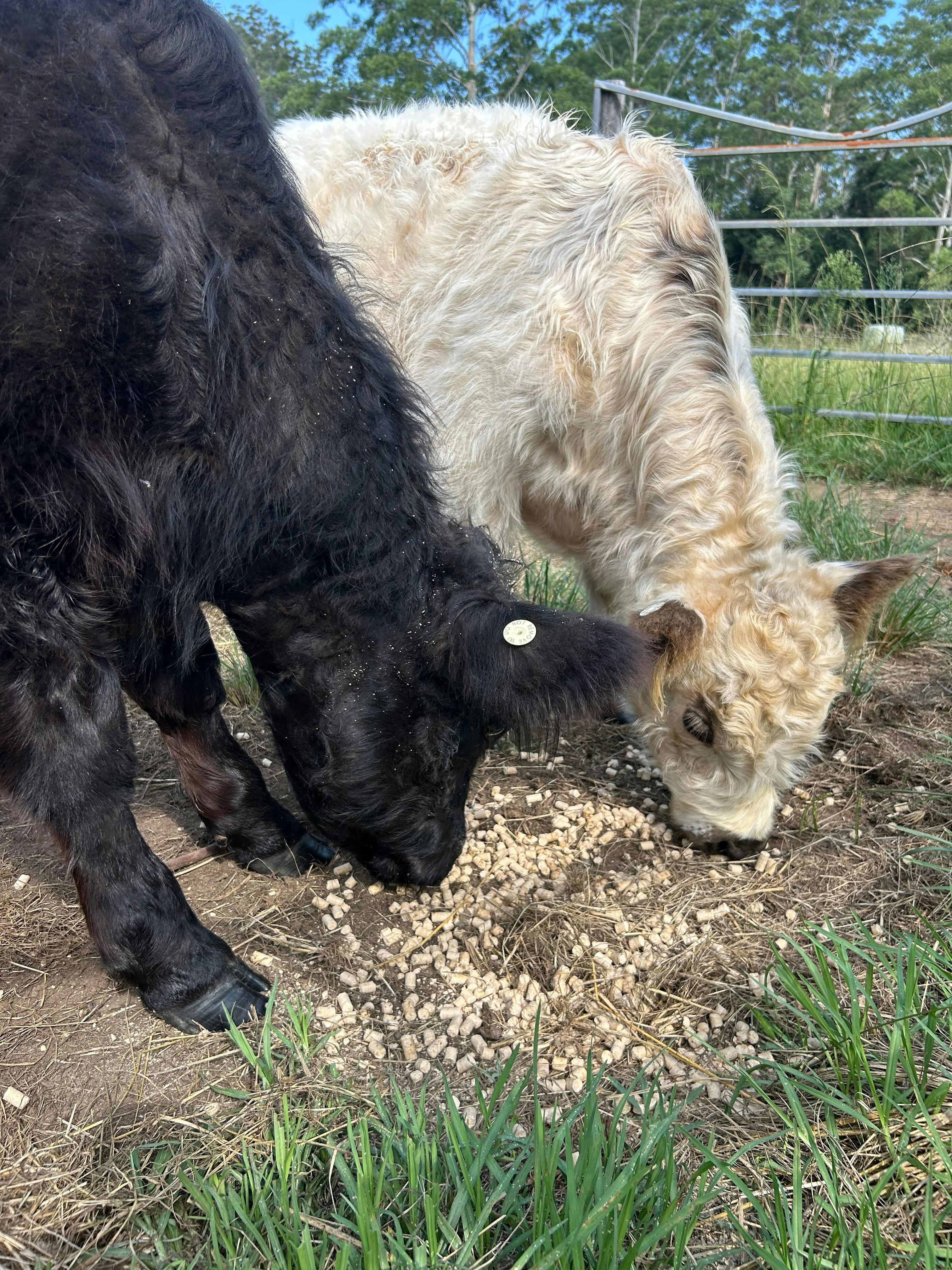 Two small cows eating hay