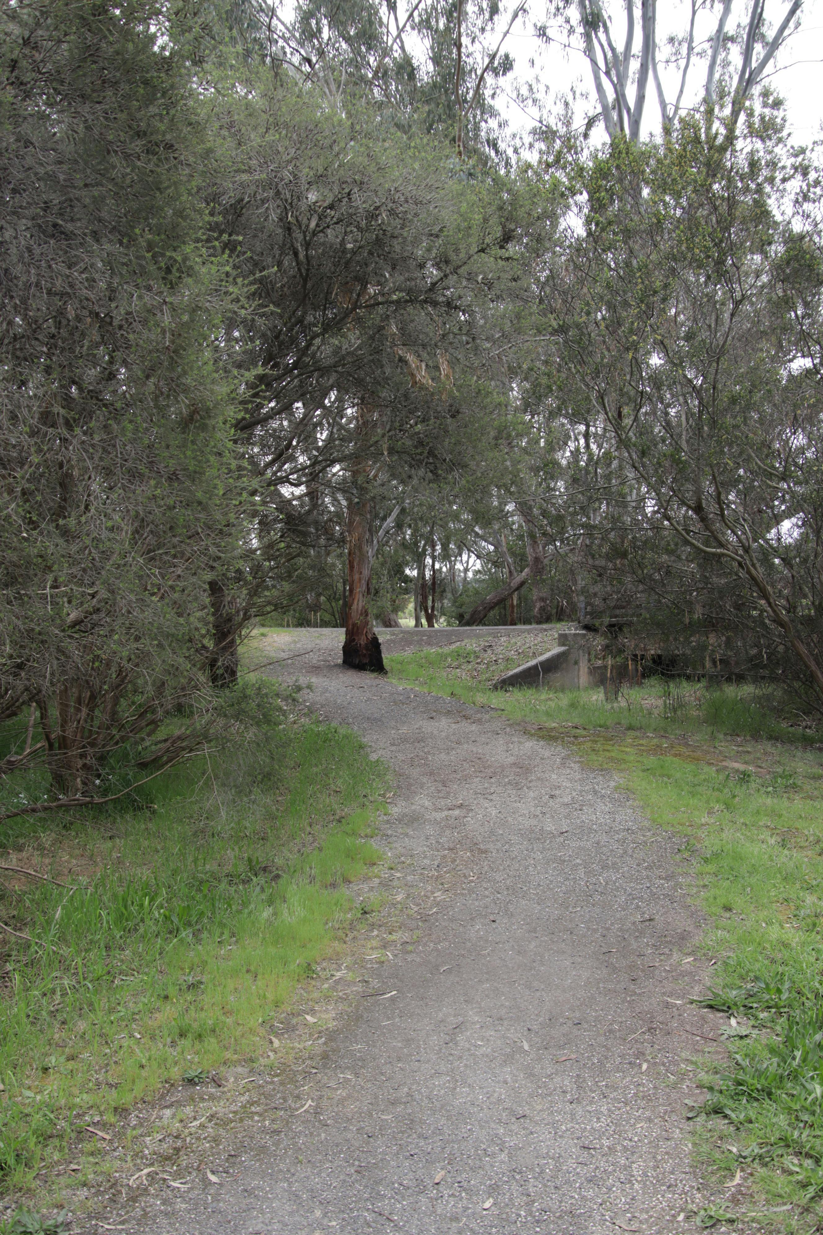 Path along The wetland walk