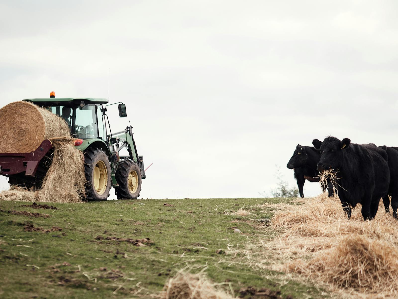 Tractor rolling out round bale of hay with cattle feeding