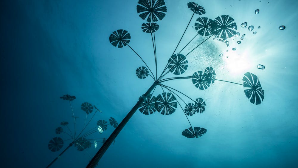 Coral Greenhouse & Ocean Sentinels / MOUA / Museum of Underwater Art