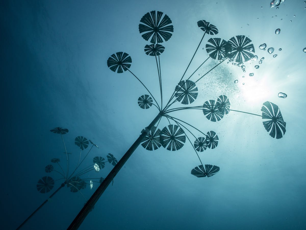 Coral Greenhouse / MOUA / Museum of Underwater Art