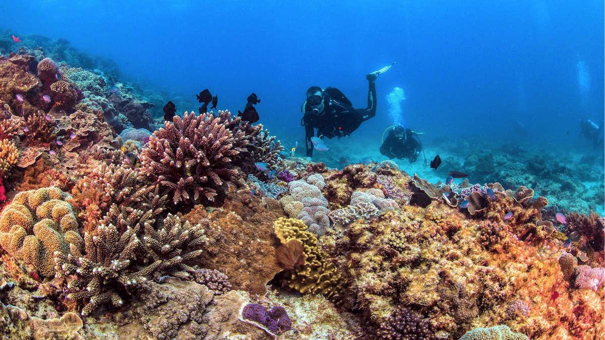 Divers exploring Flinders Reef
