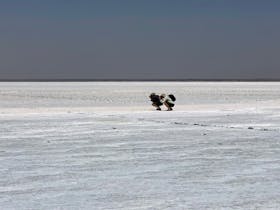 Couple of tour guests taking photos on Lake Eyre