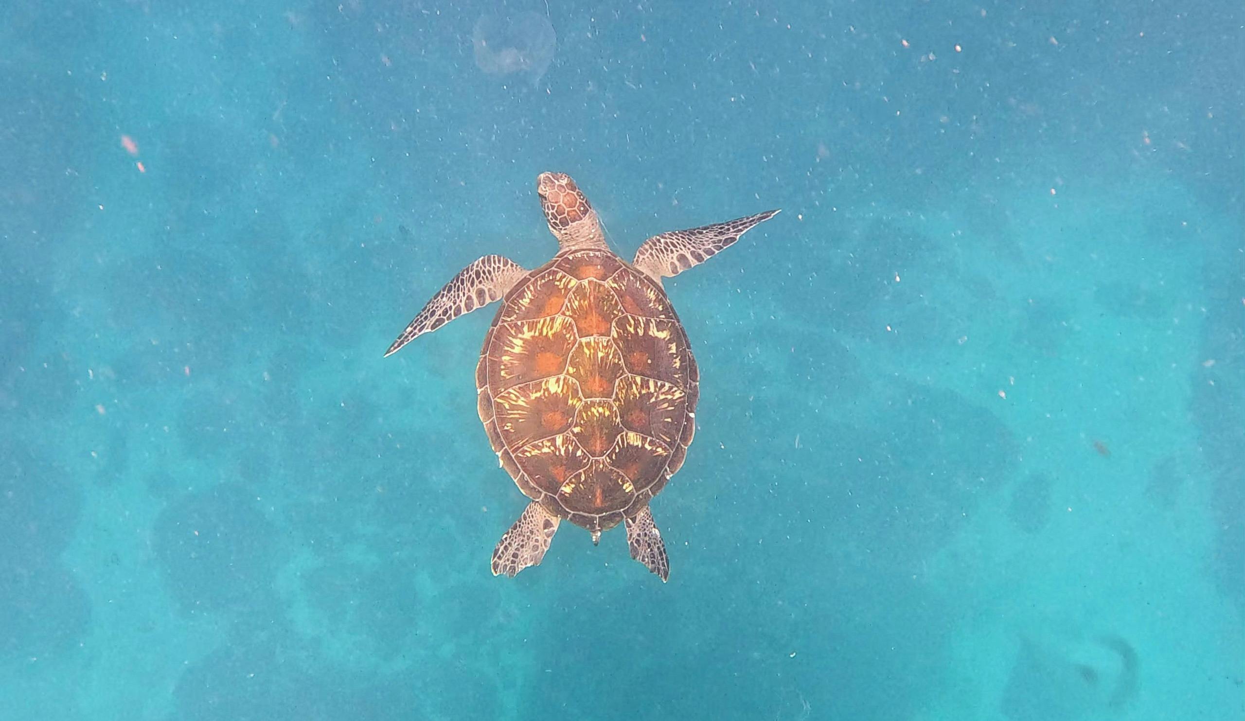 photograph from top view of green turtle