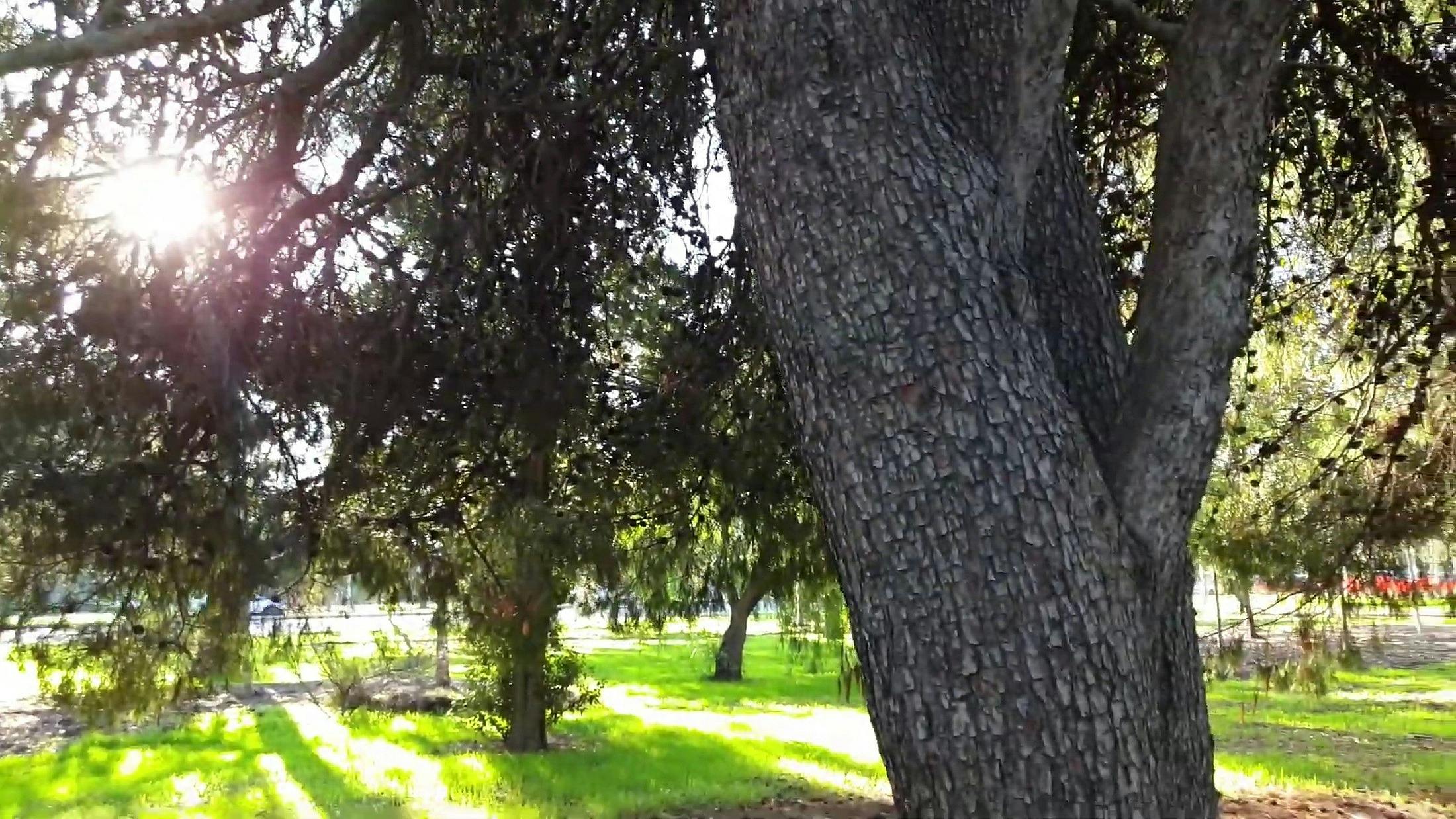 Josie Agius Park / Wikaparntu Wirra (Park 22)