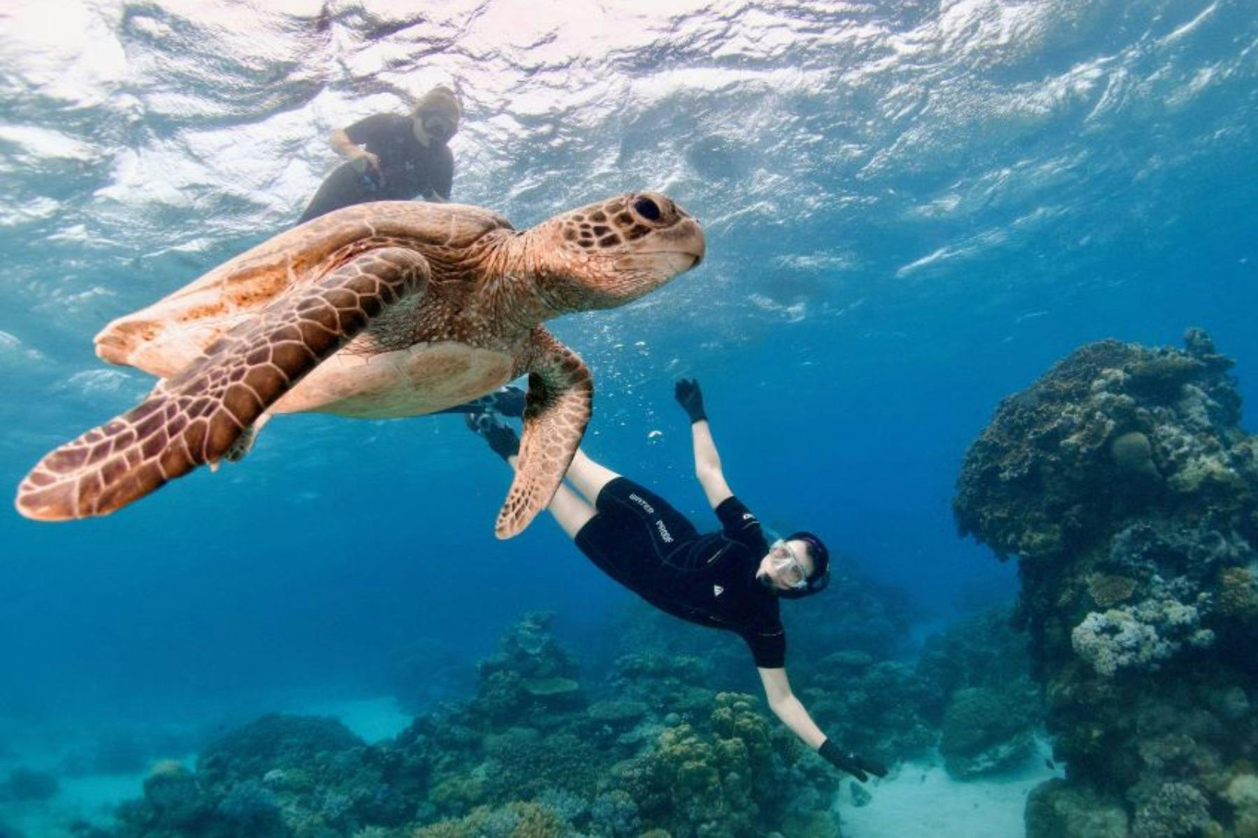 Snorkelling with a sea turtle on the Great Barrier Reef – Pure Snorkelling Cairns
