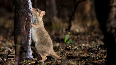Eastern Bettong on a Twlight Tour