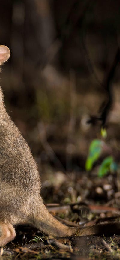 Eastern Bettong on a Twlight Tour