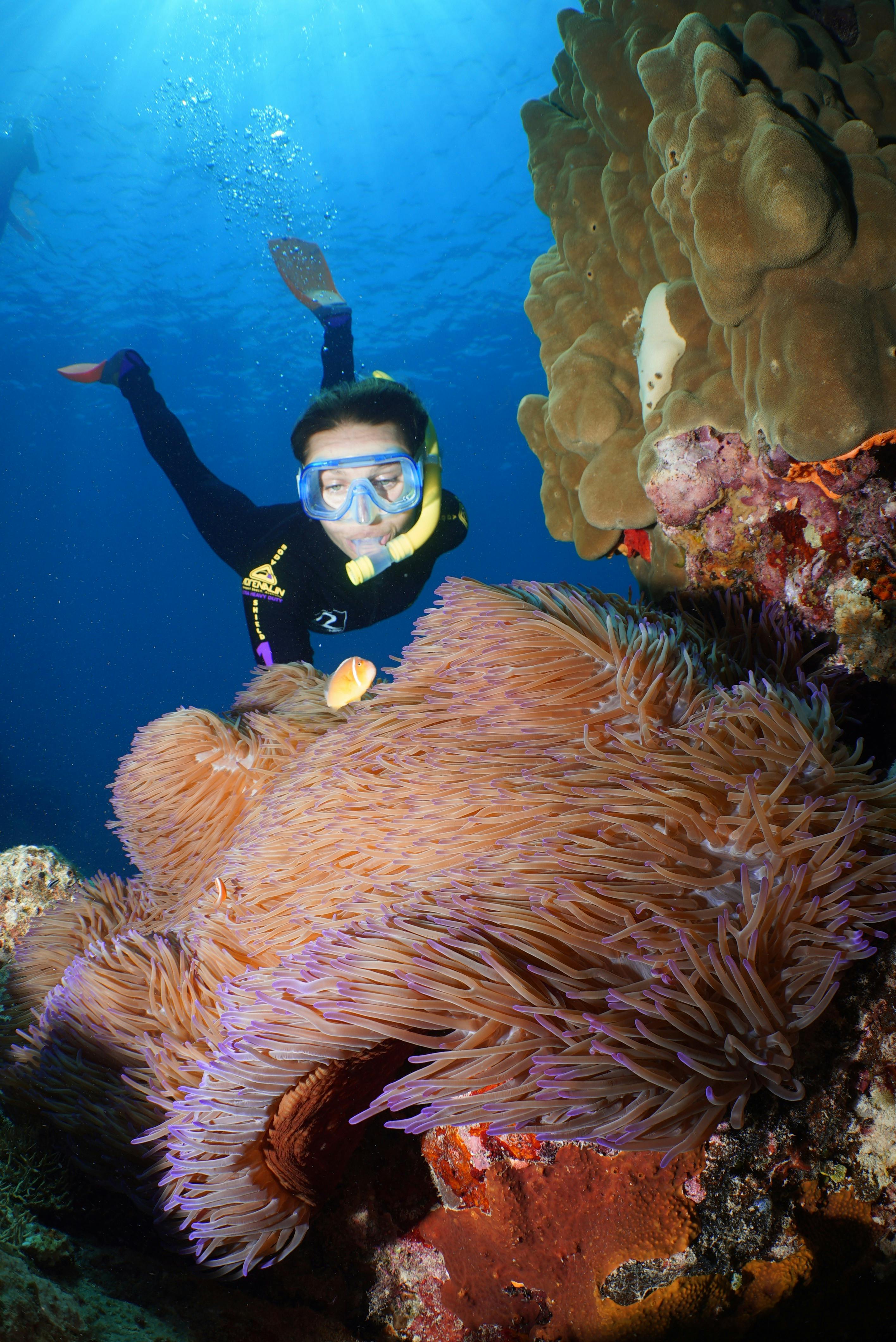 snorkeller with clownfish