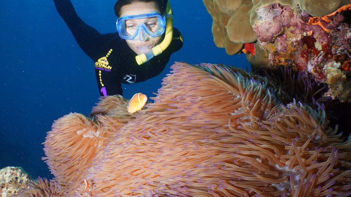 snorkeller with clownfish