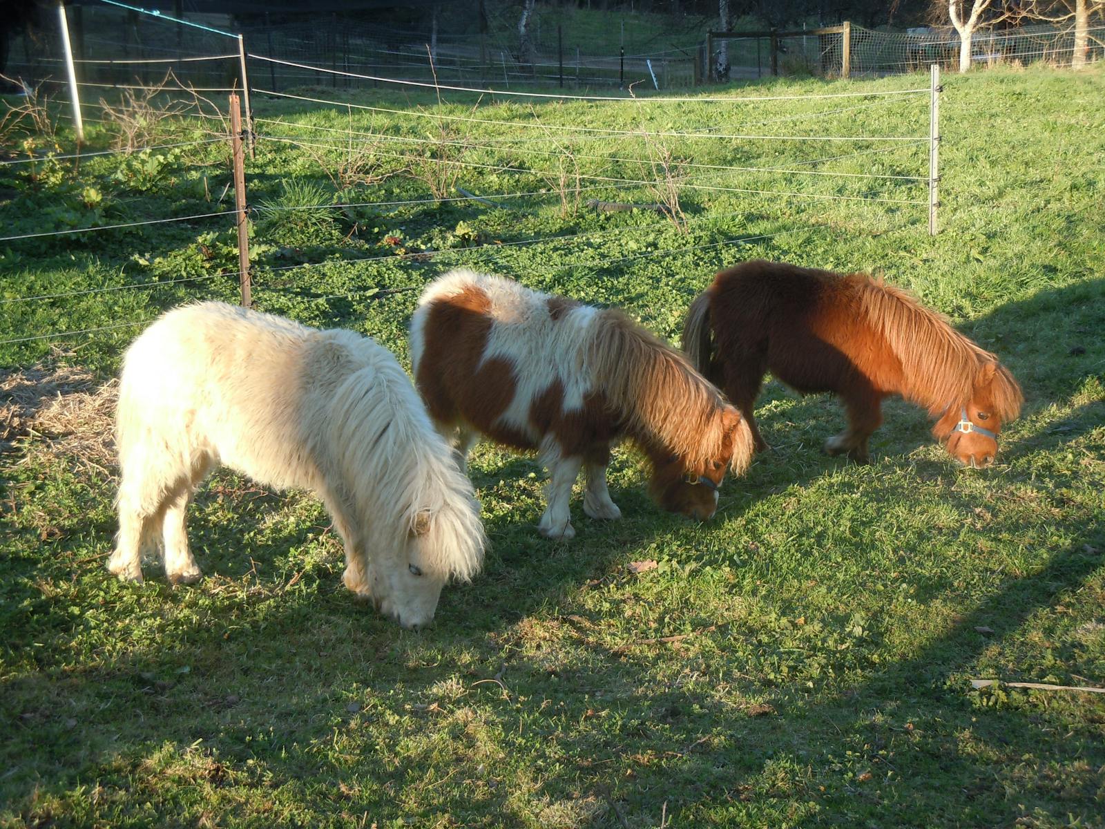 Ponies