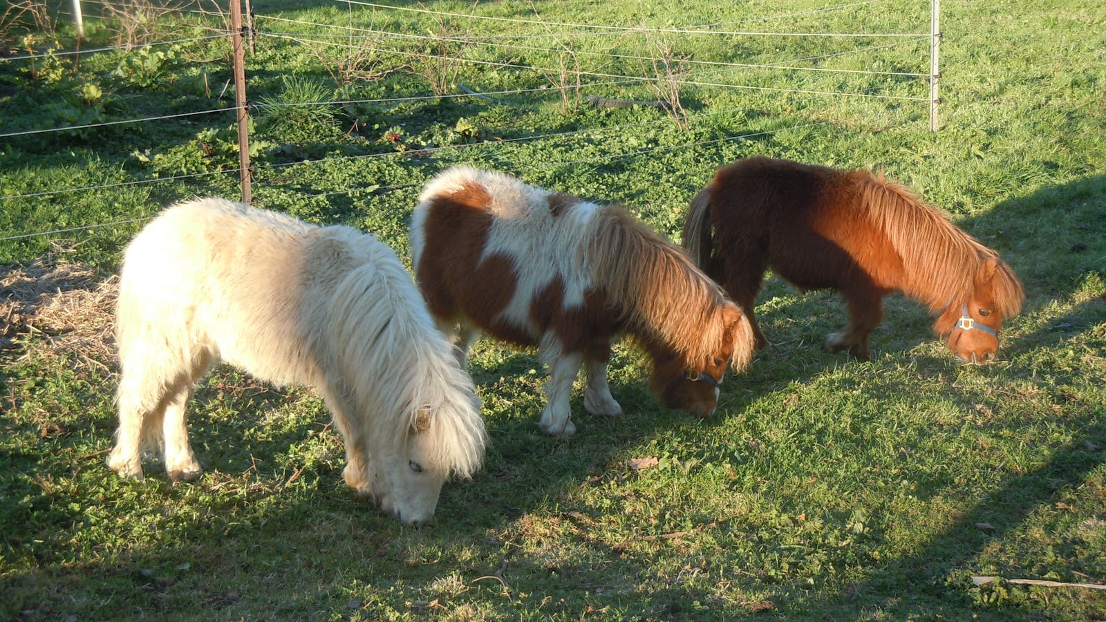 Miniature Ponies