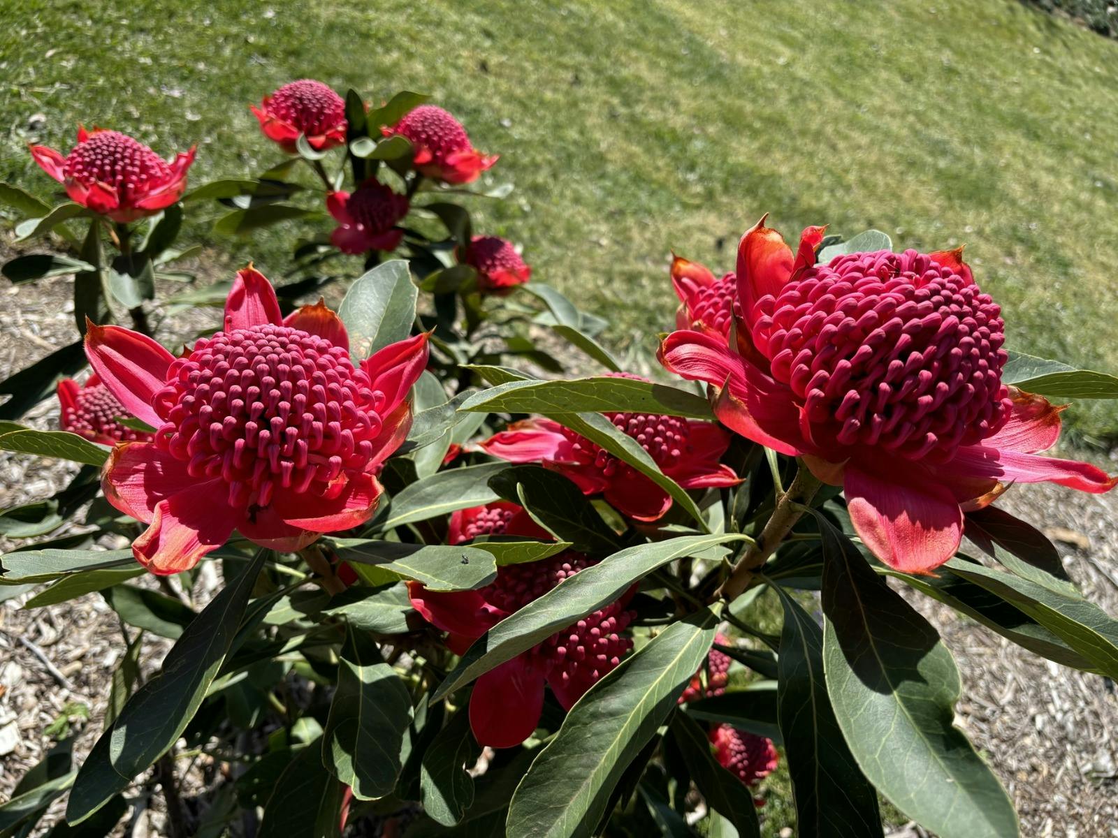 Southern Highlands Botanic Gardens 3