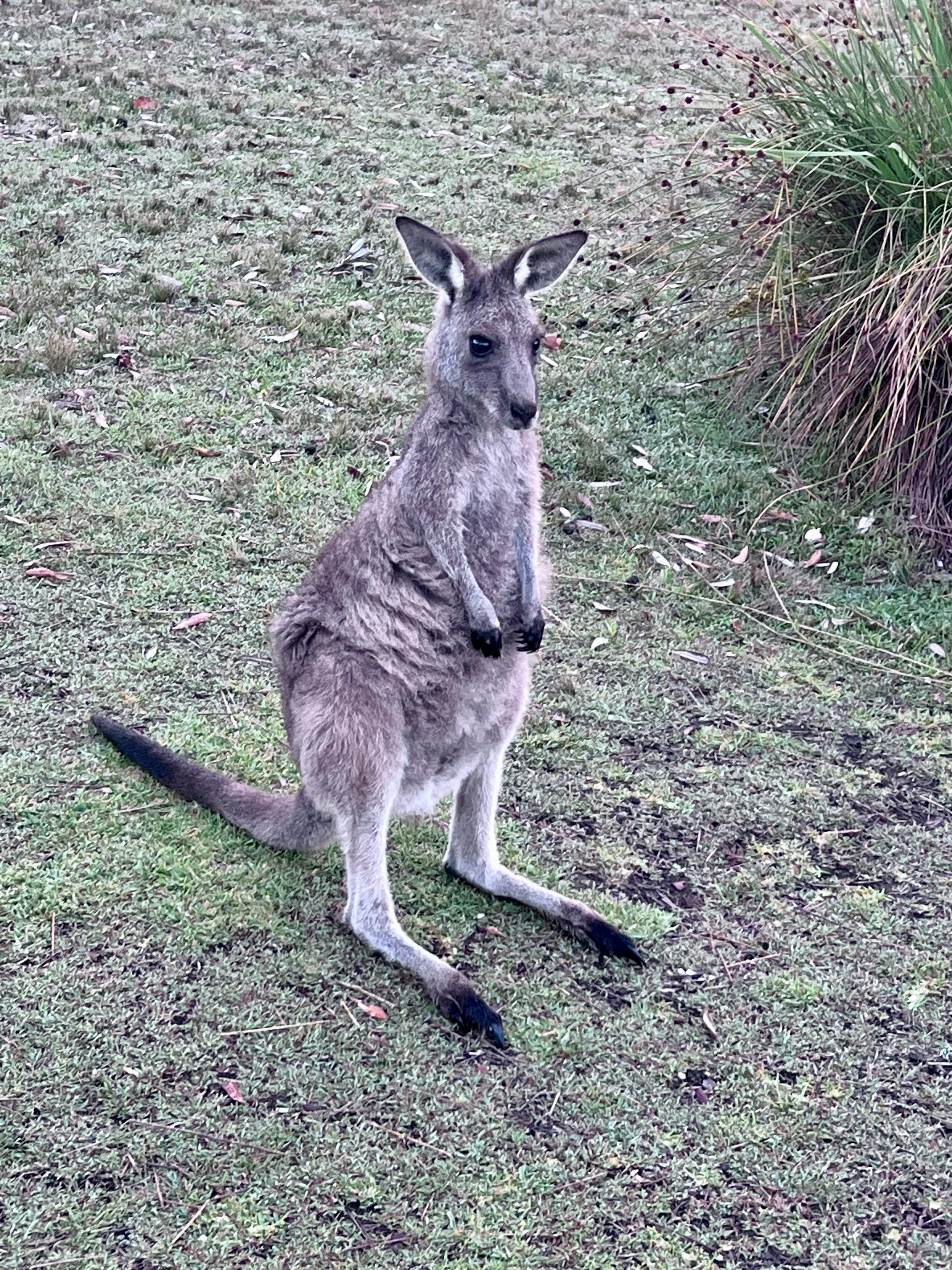 Kangaroo