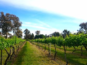 Photo of Murrumbateman Winery vineyard