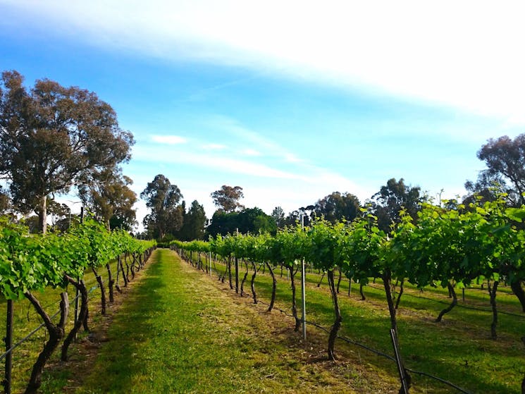 Photo of Murrumbateman Winery vineyard