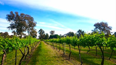 Photo of Murrumbateman Winery vineyard