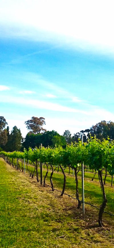 Photo of Murrumbateman Winery vineyard