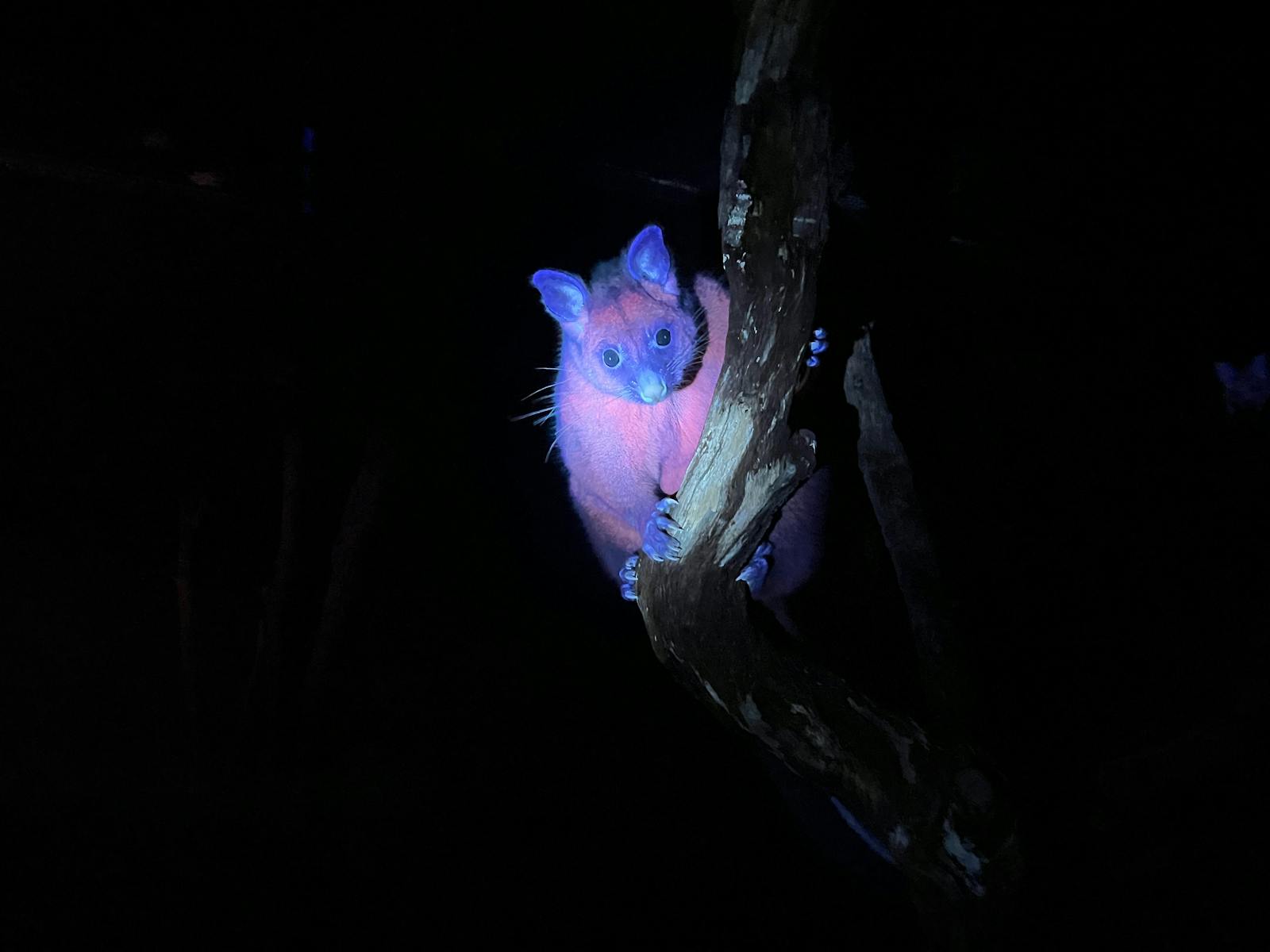 A golden possum at night, under UV light which appears to be glowing pink