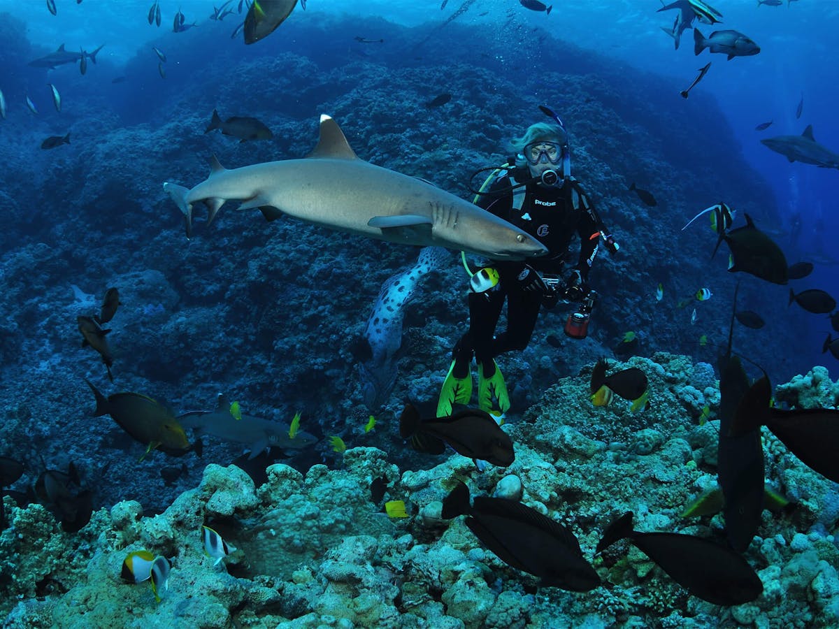 Osprey Reef Australien’s Tropischer Norden