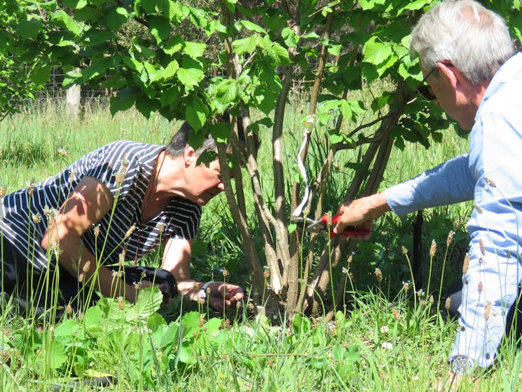 Learn how, and then prune the tree that you have adopted to maximise truffle production next winter