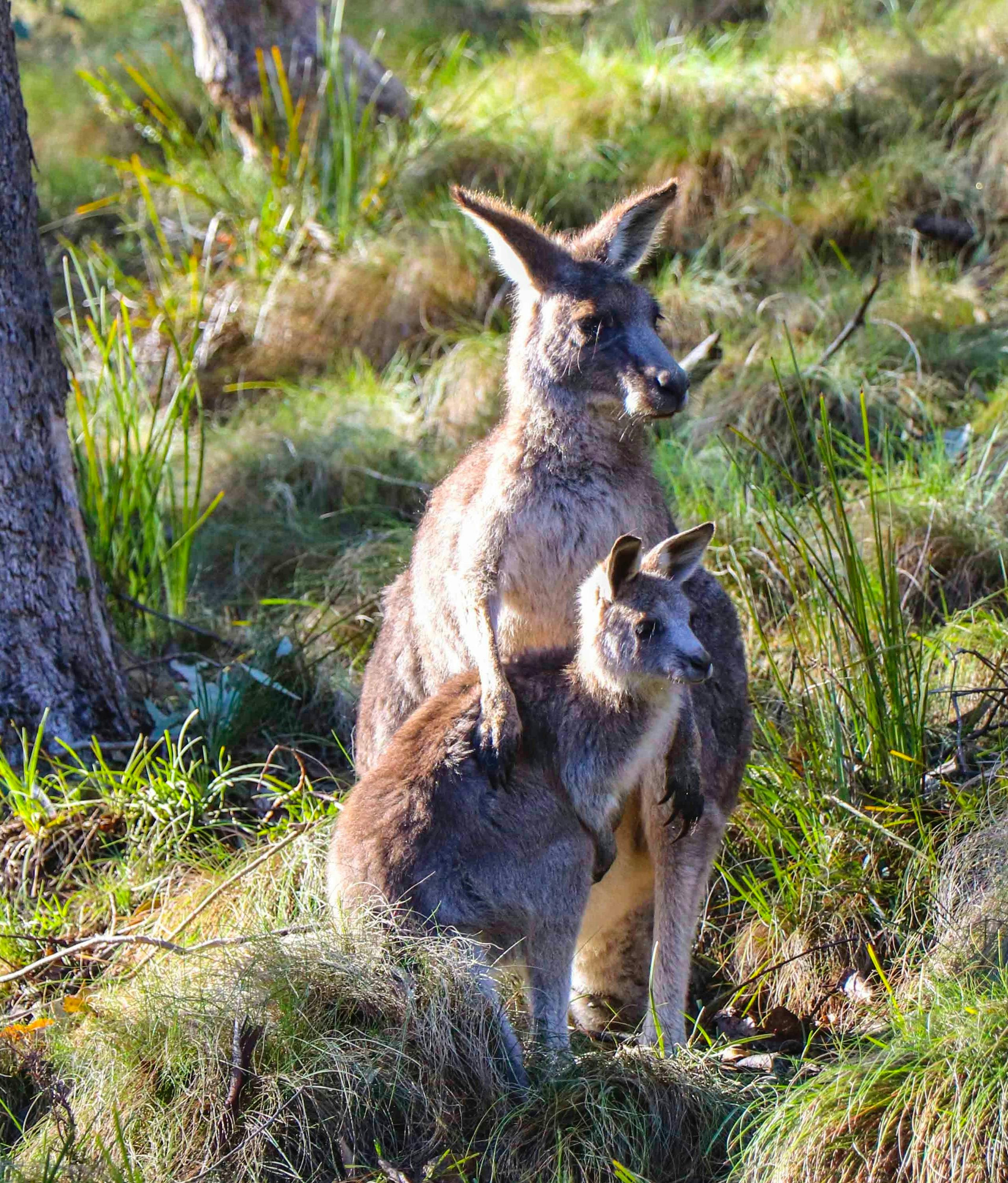 Kangaroo