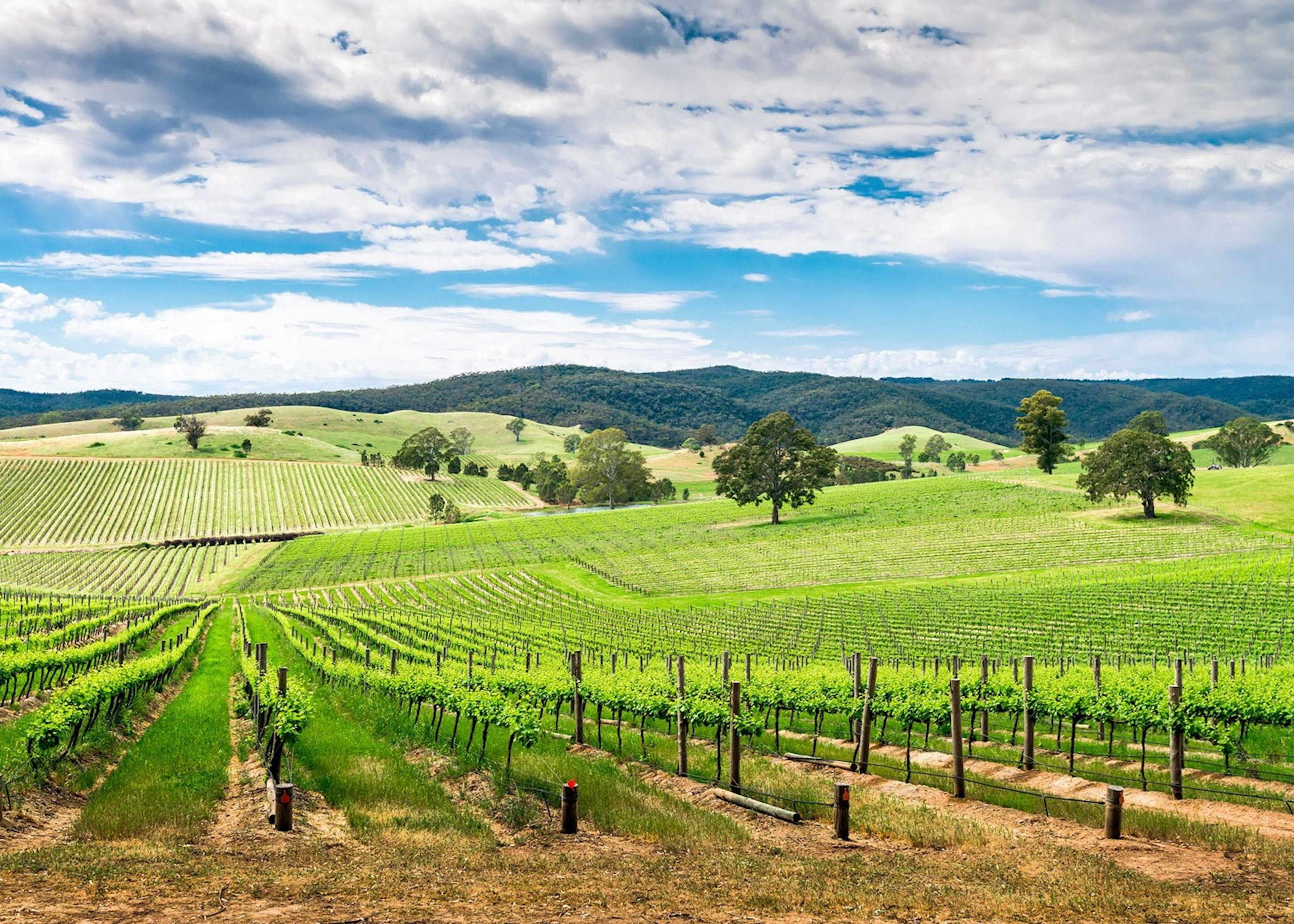 Barossa Valley Winery Tours