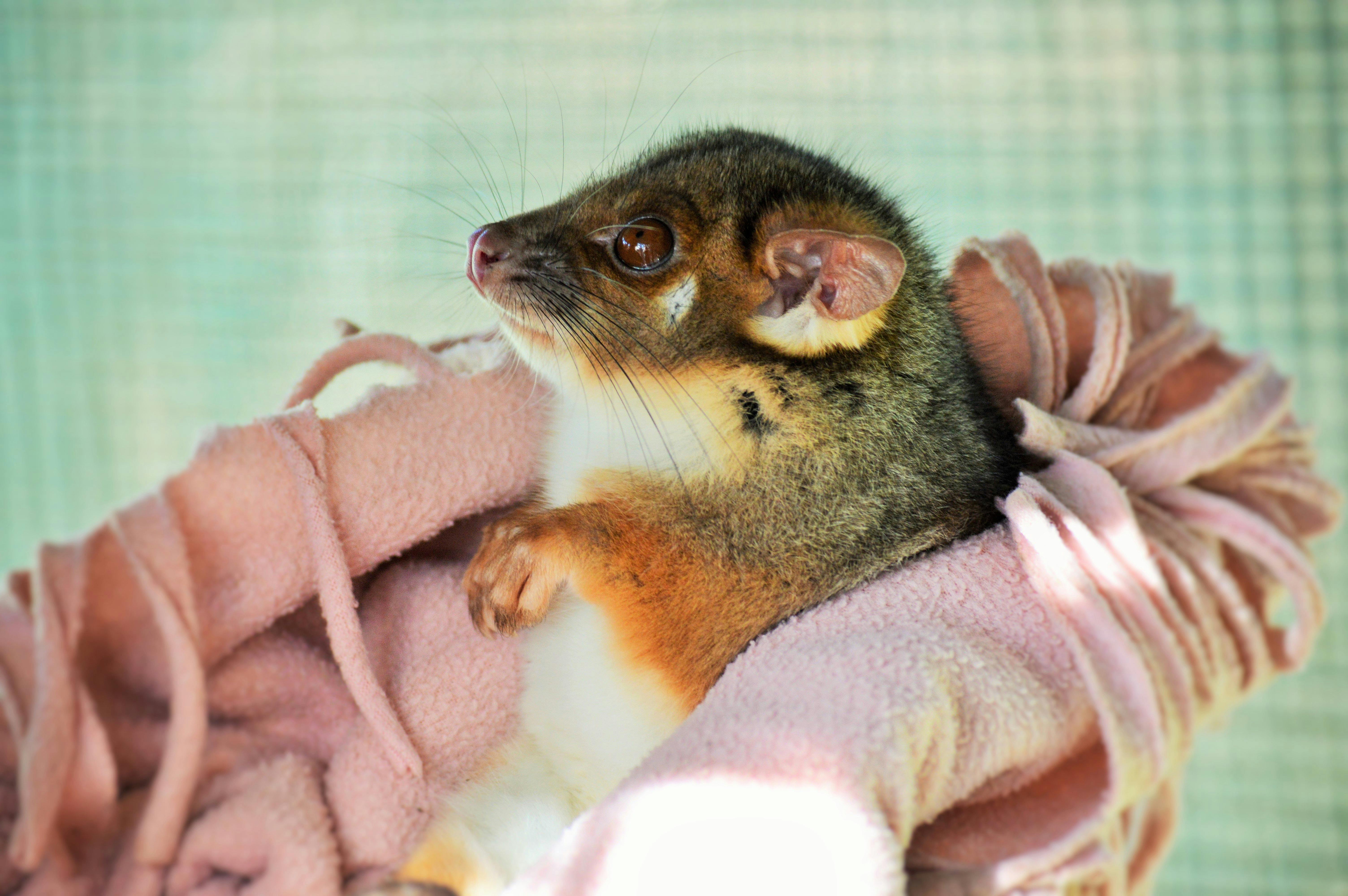 Rescued Ring Tail Possum