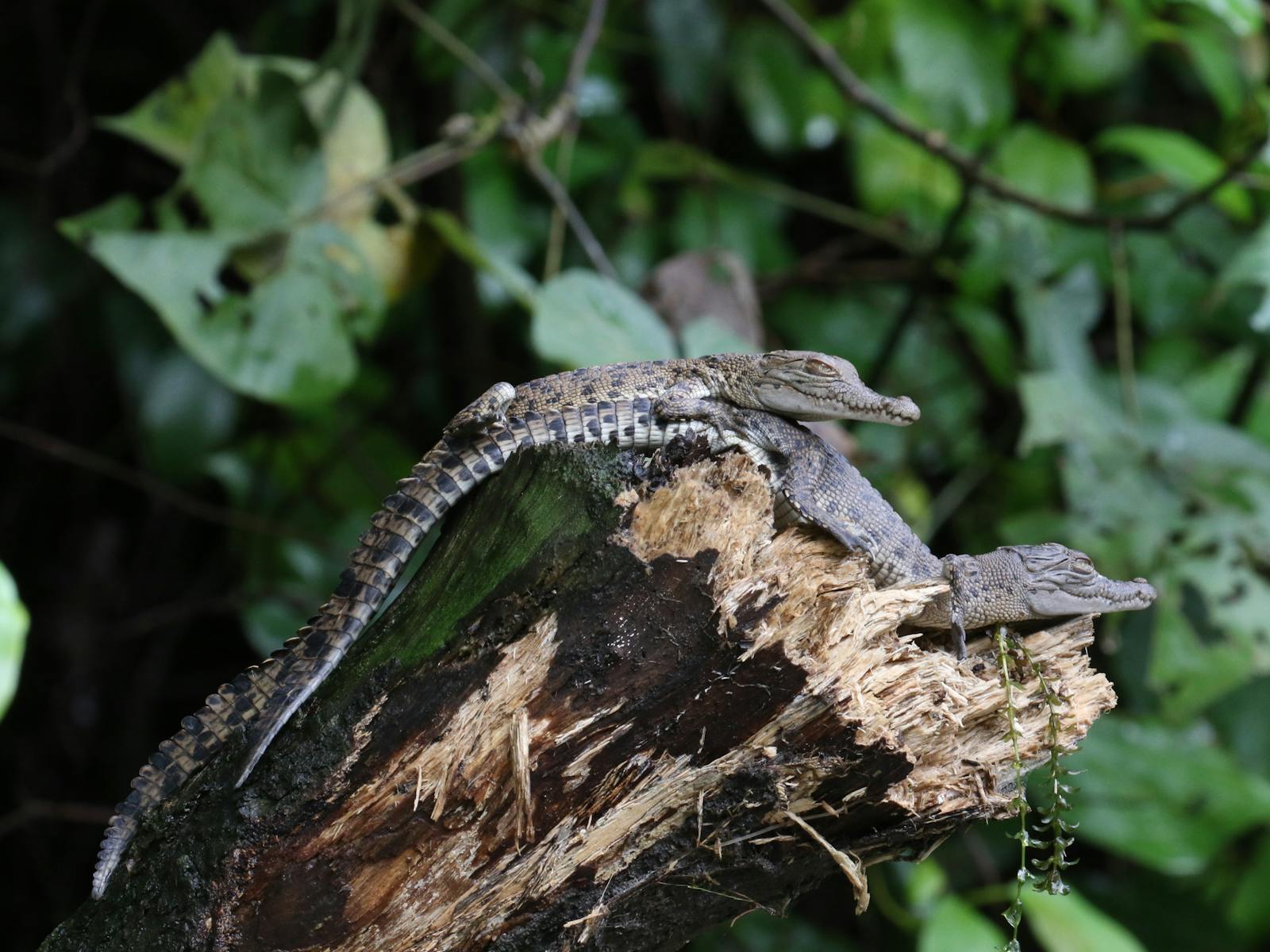 Solar Whisper Wildlife Cruises