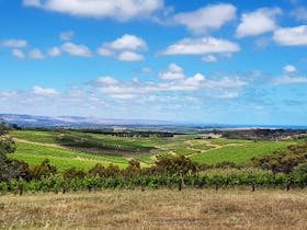 Looking across the vineyards in McLaren Vale