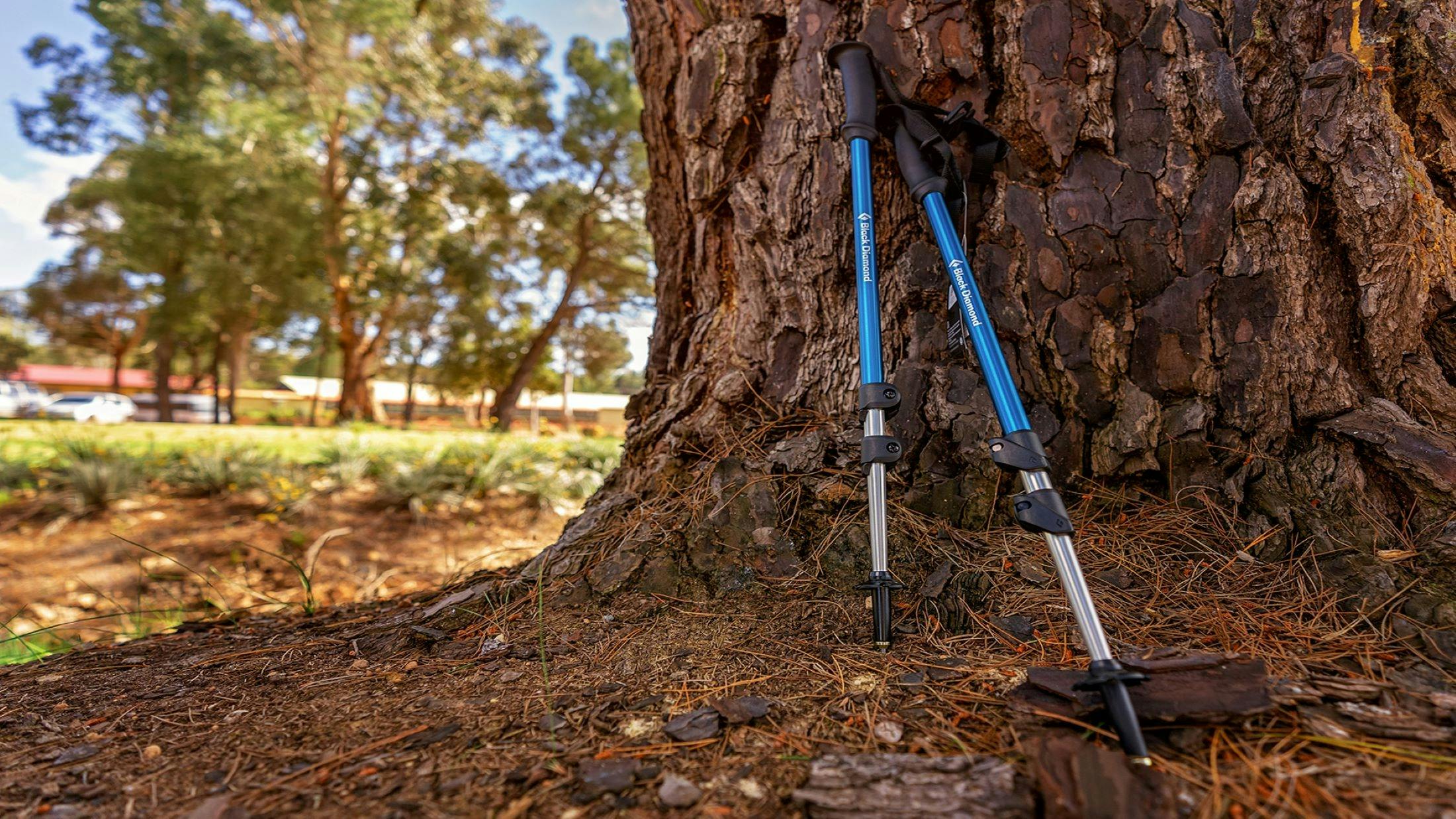 Pair of hiking poles leaning against tree