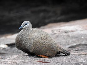 Where to find chestnut-quilled rock pigeon in Kakadu with Luke Paterson bird guide