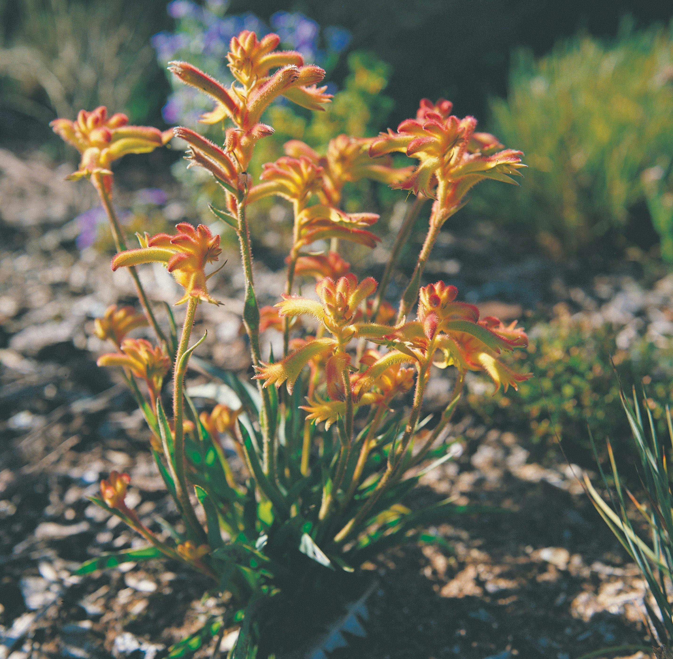 Esperance Wildflower Trail, Narrogin, Western Australia