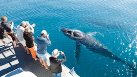 Whale Watching in Hervey Bay